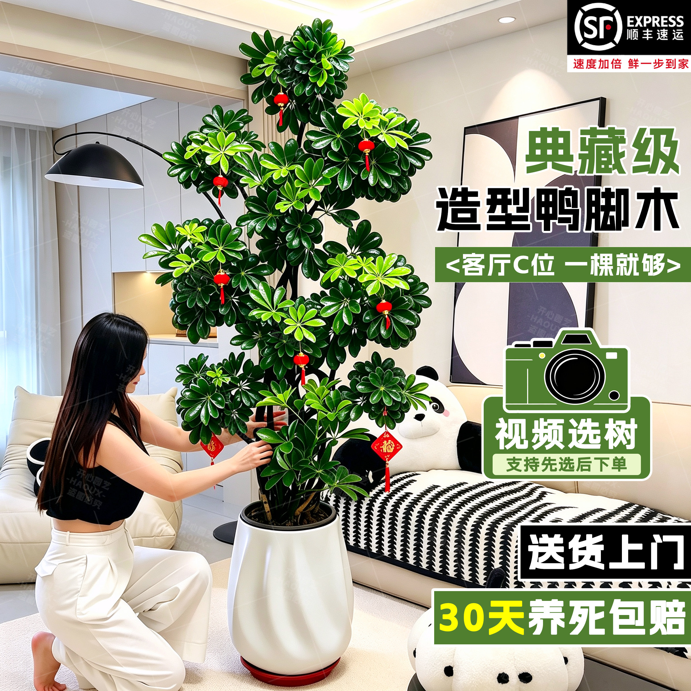 鸭脚木客厅大型盆栽绿植高级感室内办公室玄关摆件花卉植物好养活