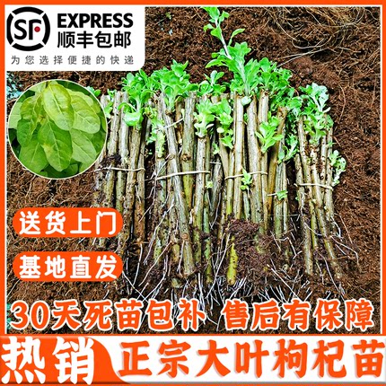枸杞树苗食用枸杞叶苗大叶枸杞苗种植苗南方新鲜蔬菜枸杞子盆栽