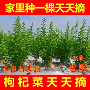 枸杞菜苗树苗盆栽植物室内南方食用大叶枸杞新鲜高产四季 蔬菜种植