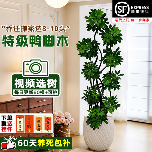 鸭脚木老桩落地盆栽新手易养