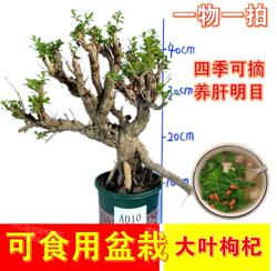 盆栽植物室内南方食用大叶枸杞新鲜枸杞菜苗树苗高产四季蔬菜种植