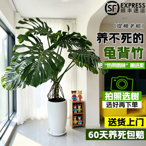 龟背竹大型老桩盆栽四季好养