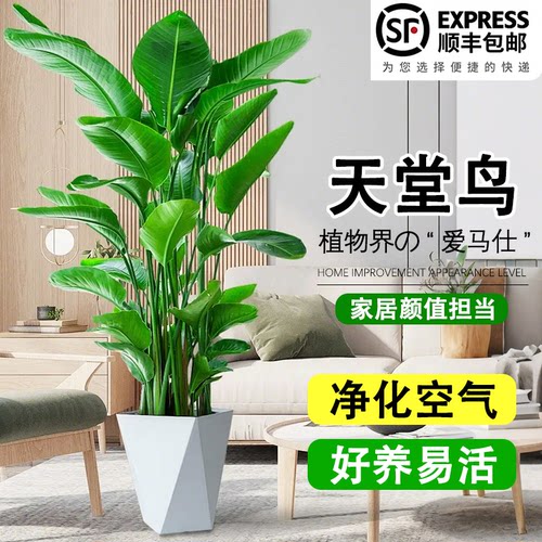 【顺丰上门】天堂鸟大型绿植盆栽