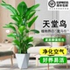 天堂鸟盆栽室内客厅大型绿植办公室大叶植物花卉鹤望兰新家好绿植