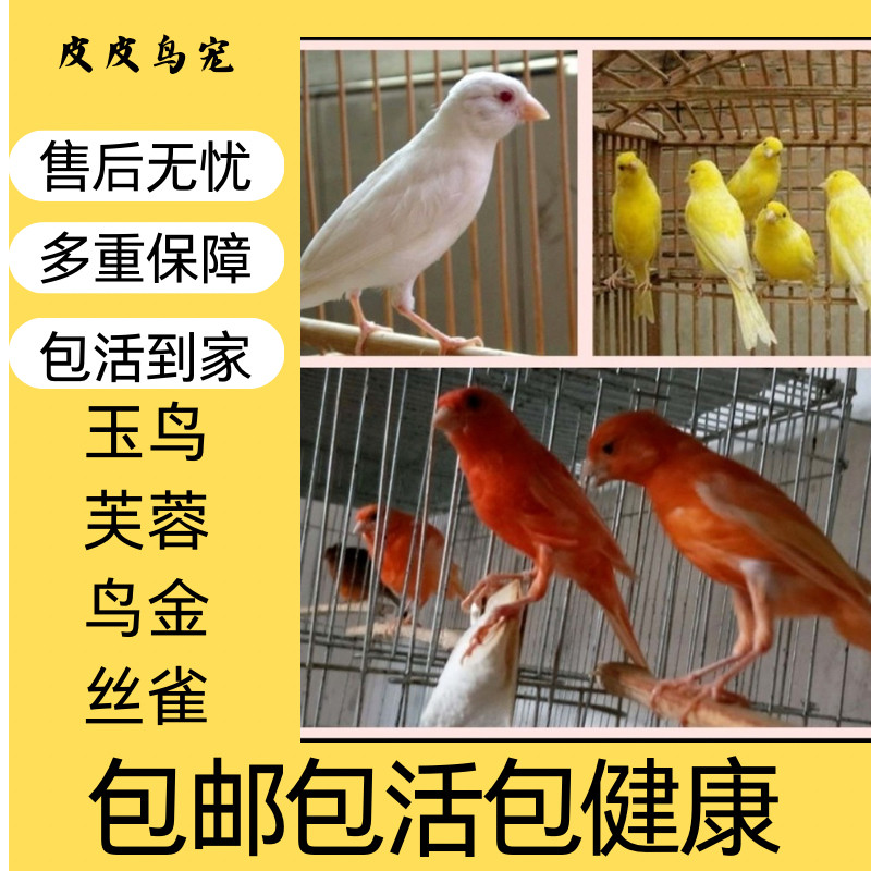玉鸟活鸟金丝雀活体鸟辣椒红芙蓉鸟活鸟扬州黄玉鸟白玉鸟活鸟包活