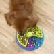 Puzzle Enrichment Slow Dog Feeder Interactive Toys Layer