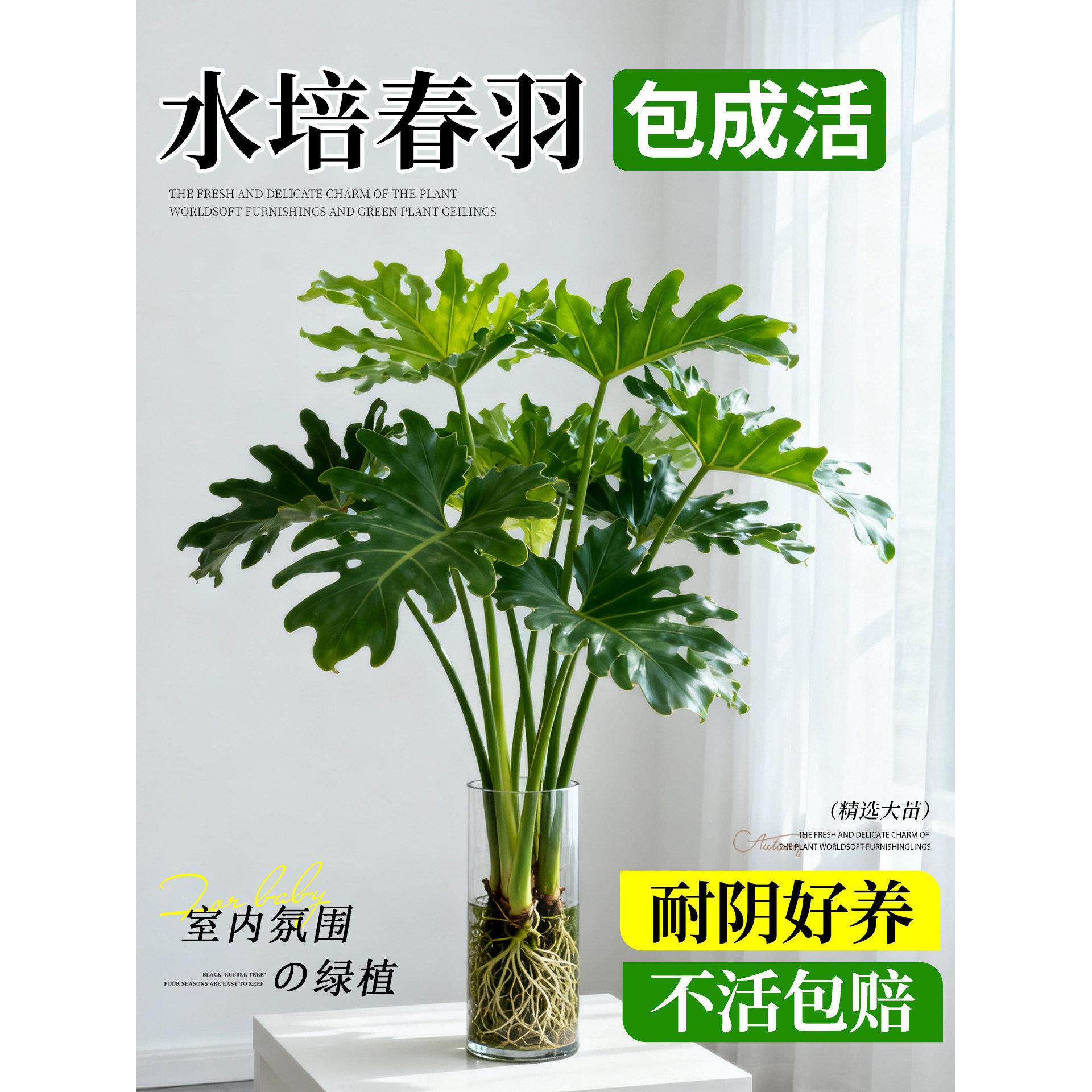 春羽水培植物室内盆栽客厅办公室桌面绿植花卉大叶龟背竹水养绿植
