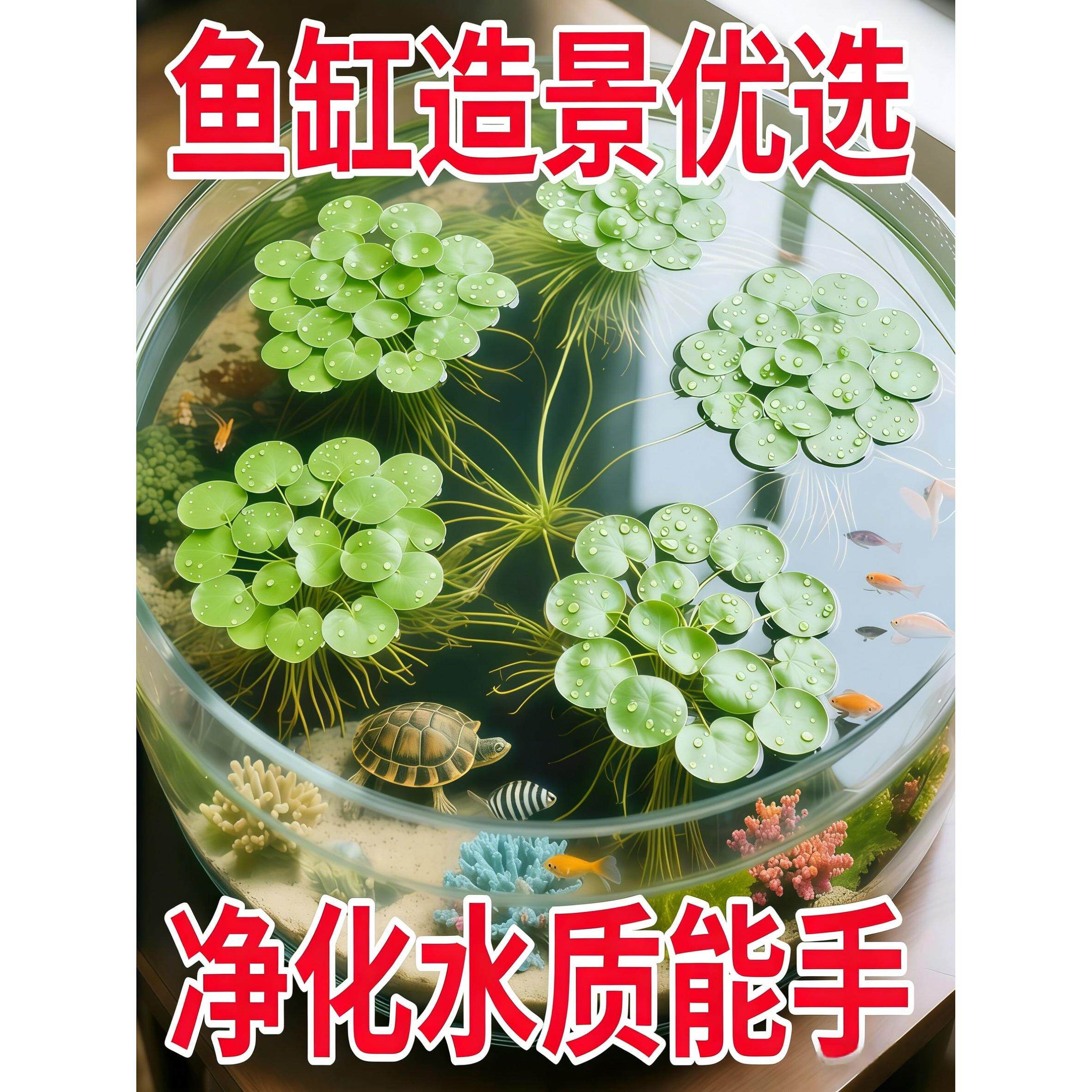 浮萍水草一叶莲鱼缸专用水培植物古法养鱼水葫芦水芙蓉圆心萍造景