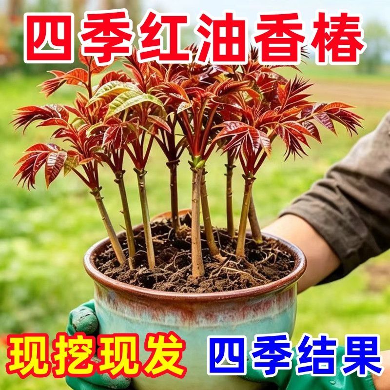包活现摘新鲜红油香椿树苗全国适种盆栽地栽四季高产香椿苗