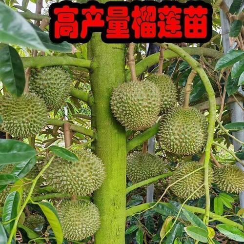 【当年结果】榴莲树大杯苗正品榴莲树苗金枕猫山种子苗庭院山地种