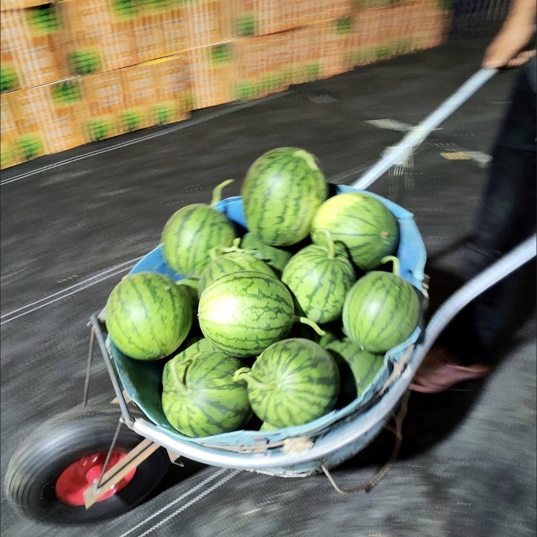 西瓜车耐用铁质独轮手推车农具大棚高效采摘工具蔬菜水果农用298