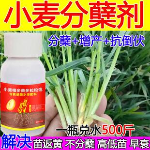 小麦分蘖剂小麦根多蘖多麦黄金增产肥料粒粒饱生根壮苗促进分蘖剂