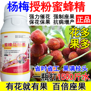 杨梅授粉座果精杨梅授粉药沾花素保花保果多花多果花粉素抗病防落