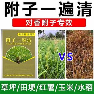 香附子克星强效除草剂玉米异形莎草科烂根死根甘蔗草坪水稻红薯