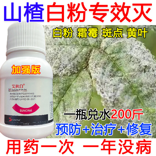 山楂白粉病杀菌剂山楂白粉病专用药几丁聚糖白粉炭疽霜霉病专用