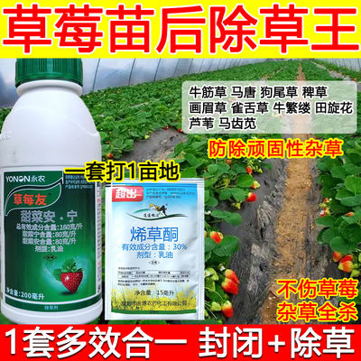 草莓田除草剂草莓专用除草剂禾阔双除不伤草莓牛筋草马塘狗尾草