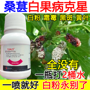 桑葚白果病杀菌剂几丁聚糖桑葚白粉病专用药几丁聚糖白粉炭疽霜霉