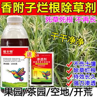 专打香附子除草剂香附子烂根死草死根不长杂草一扫光果园荒地除草