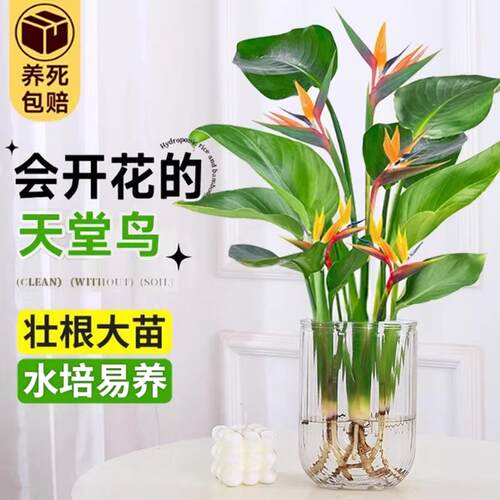 水培天堂鸟盆栽桌面北欧观叶四季常青植物室内大叶水养耐阴客厅