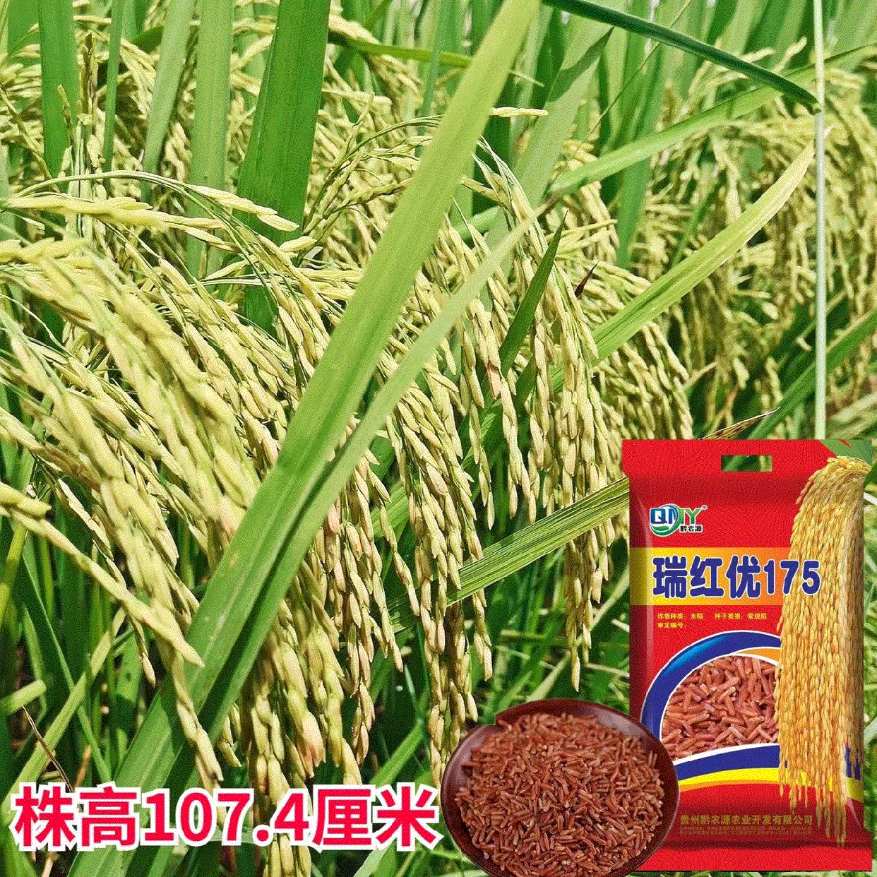 优质新款上市特色水稻种子瑞红优175红米营养丰富高产抗倒500g袋
