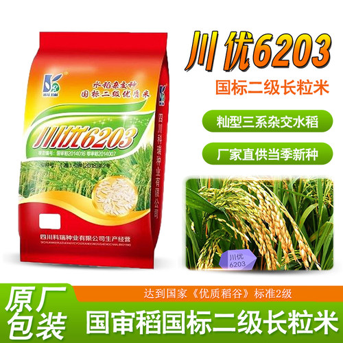川优6203水稻种种抗病抗倒好吃