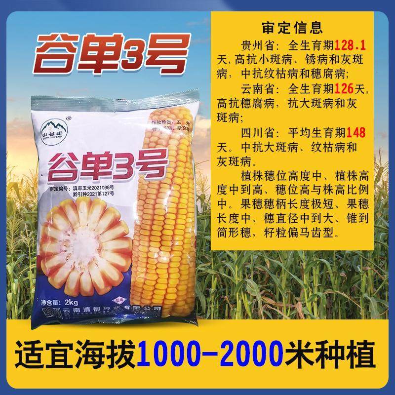 云贵川高海拔玉米种子谷单3号棒大粒深适宜1000-2000米播种