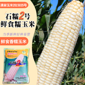 白糯玉米种子石糯2号糯玉米种子又甜又糯鲜食甜糯玉米种子