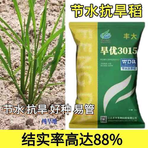 正品国审节水抗旱稻旱优3015结实率高好种易管像小麦一样种植旱稻