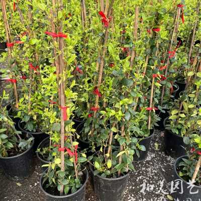 清香藤本植物爬藤络石风车茉莉耐晒耐寒皮实好养万字银丝茉莉