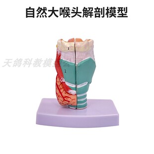 医用喉肌解剖模型 喉咙结构喉软骨甲状腺咽喉耳鼻喉科声乐教学
