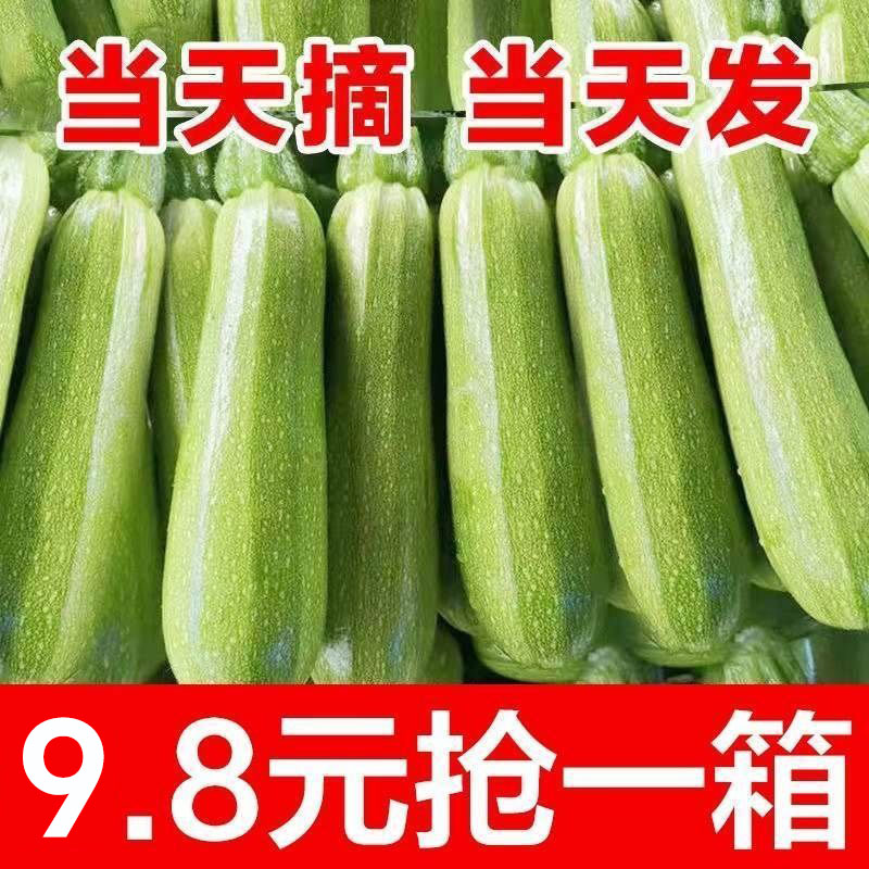 新鲜西葫芦现摘当季嫩瓜白瓜角瓜倭瓜茭瓜新鲜蔬菜3斤5斤9斤整箱-封面