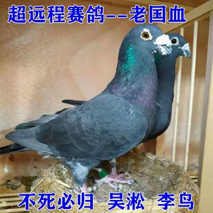 国血吴淞李鸟超远程信鸽鸽子活体远程鸽种鸽幼鸽包活包健康包邮