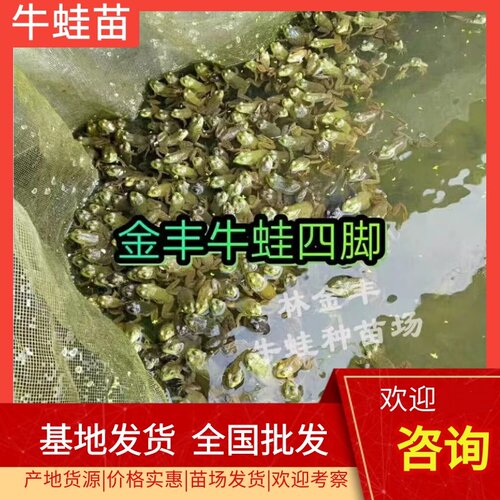 小蝌蚪水族宠物送饲料淡水耐养