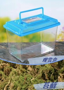 小蝌蚪青蛙儿童观赏宠物活体饲料 网捞 彩石 饲养盒 苔藓 配件