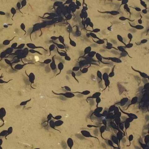 牛蛙活苗小蝌蚪活物 牛蛙蝌蚪活体宠物淡水养殖