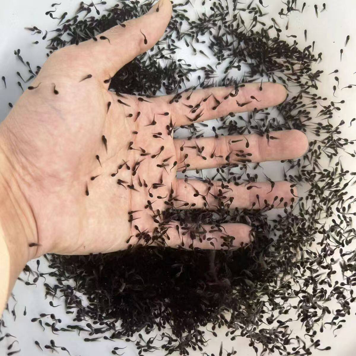 特价小蝌蚪活体蝌蚪牛蛙蛙苗活的水族宠物养殖