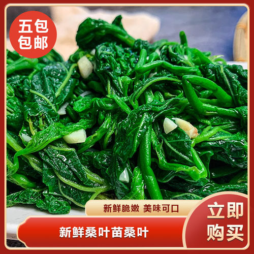 新鲜桑叶苗桑叶桑叶芽上汤桑叶菜新鲜食用嫩桑叶冷冻采摘尖半成品