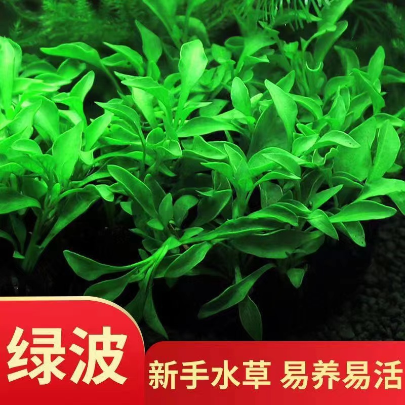 绿波淡水有茎类淡水水草