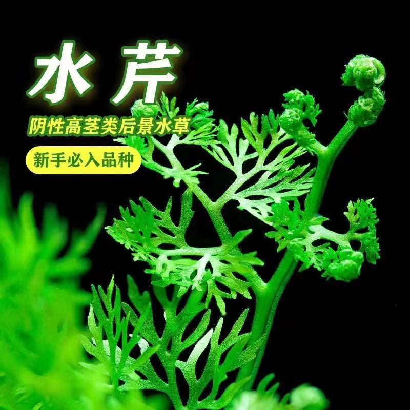 水芹水草无需二氧化碳
