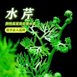 活水草植物真草迷你增氧制氧孔雀鱼专用小鱼躲避 水芹水草鱼缸里