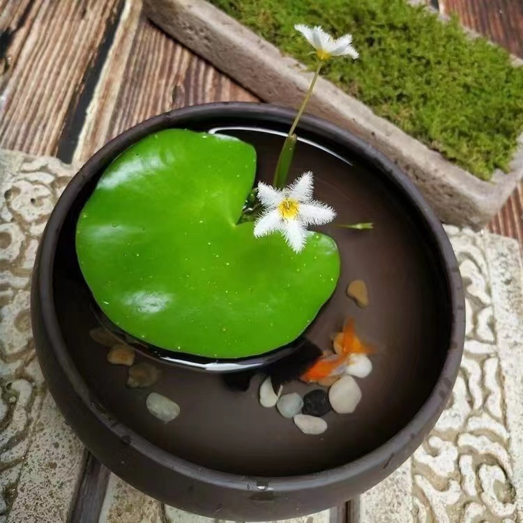 迷你水生一叶莲水培植物鱼缸浮萍水草莲花水草活体真水草装饰植物