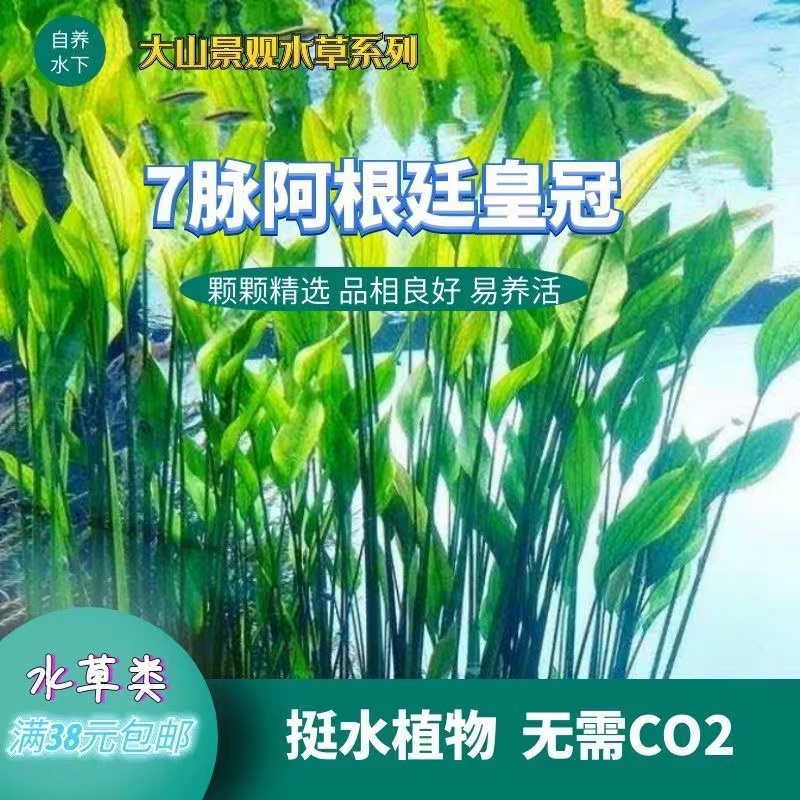 阿根廷皇冠长出水面的水草