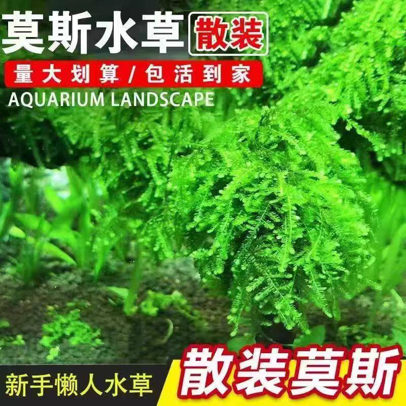 鱼缸散装莫斯水草植物活体慕斯新肥料