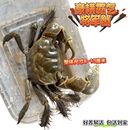 风水招财宠物观赏蟹水族清洁除藻淡水螃蟹深水网红活 将军蟹 螃蟹