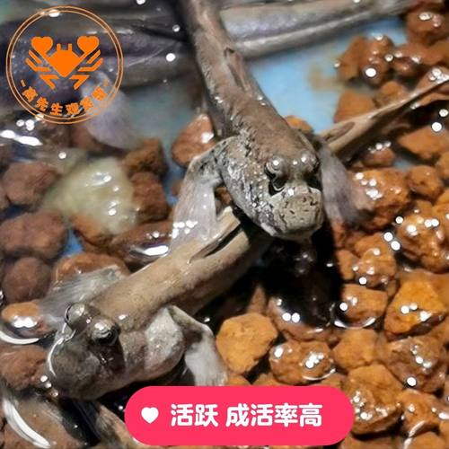 跳跳鱼弹涂鱼活鱼滩涂鱼淡水观赏鱼宠物饲料苗跳鱼弹涂鱼食用