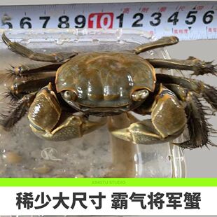 活体包邮将军蟹水陆两栖淡水观赏蟹蜕壳可养桌面萌宠儿童观察宠物