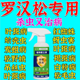 罗汉松杀虫剂菌药干黄叶枯枝红蜘蛛新叶蚜白粉黑斑病腐根蚧壳腻虫