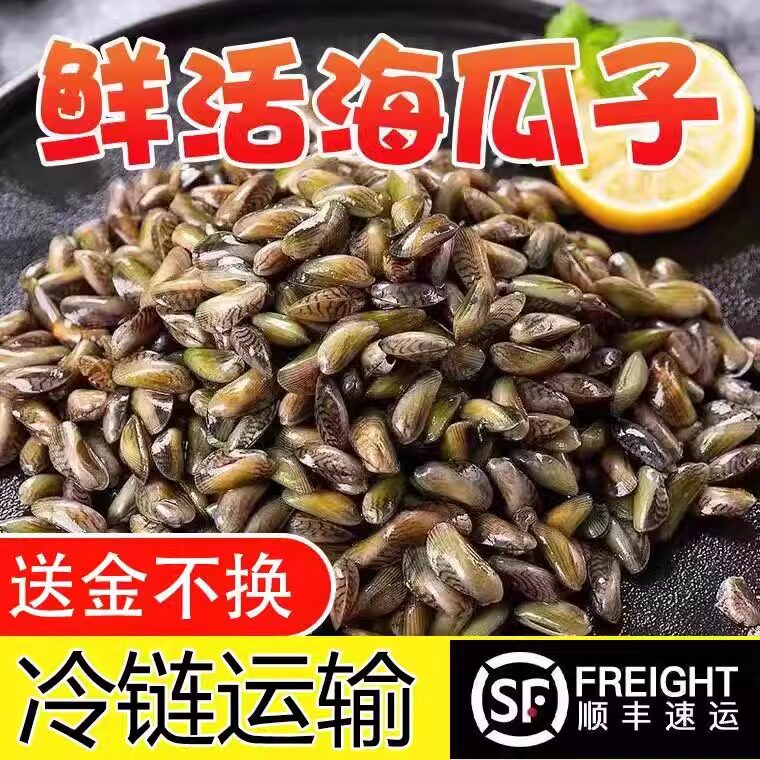 【顺丰包邮】海瓜子鲜活当季鲜活海鲜水产潮汕贝类海鲜送金不换