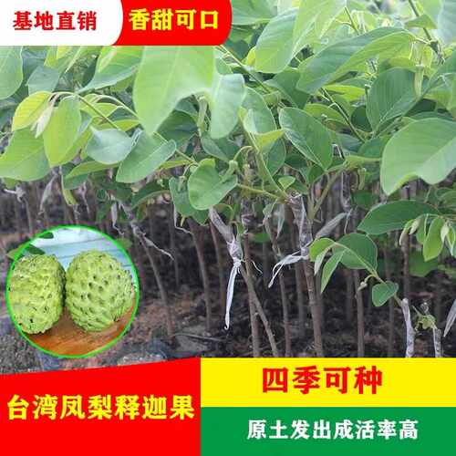四季四季释迦果树苗当年结果落叶