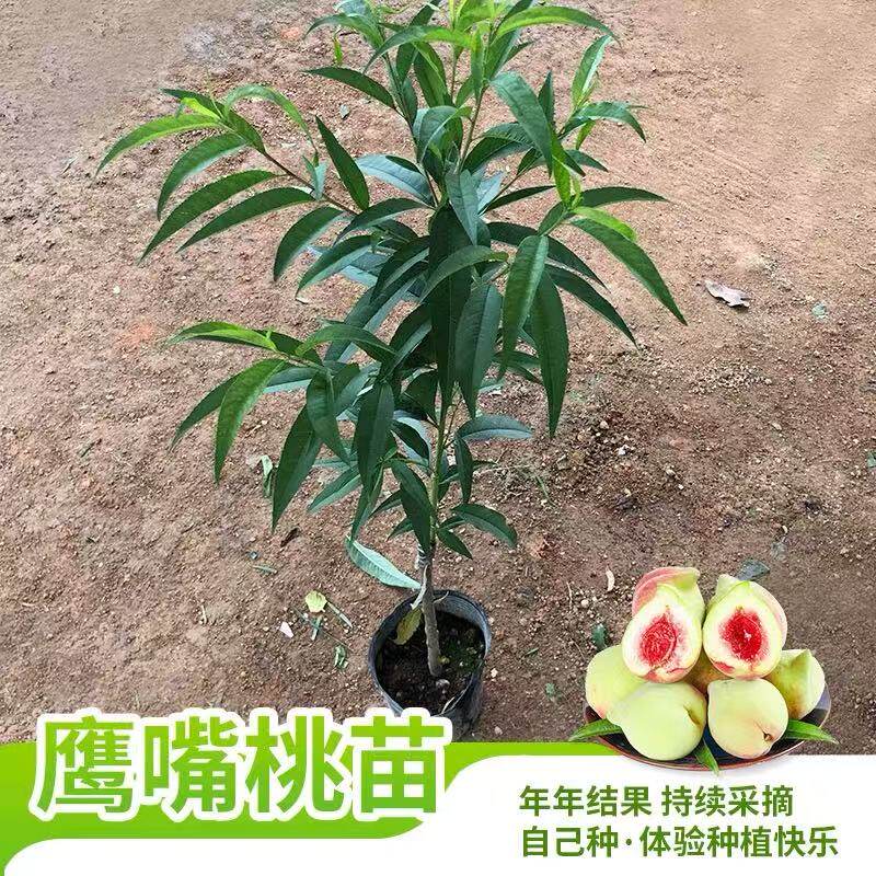 鹰嘴桃果树苗嫁接桃树苗三月桃脆桃大苗阳台盆栽地栽南方种植带土